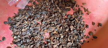 Product Review of Pengharum Mobil Gantung Biji Kopi Bali Original: Segarkan Suasana dengan Aroma Kopi Asli! from S**n 3