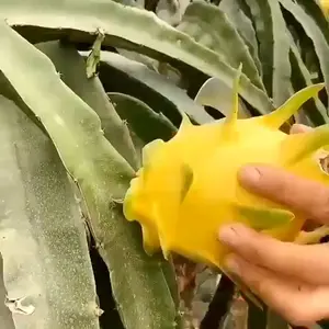 Bibit buah naga kuning golden isis super beli 5 gratis 1 batang