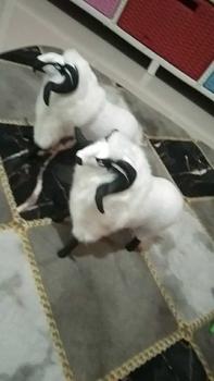 Product Review of miniatur domba Garut ukuran jumbo, boneka domba, aksesoris mainan anak, domba Garut, mainan anak, miniatur domba Garut murah, miniatur domba Garut terlaris from e**7 1