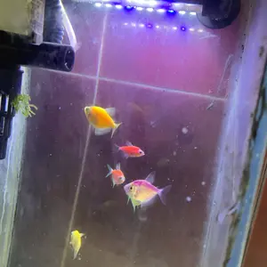 COD Lampu Aquarium Akuarium Aquascape LED Celup 20cm 30cm Warna Warni RGB