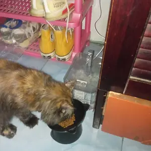 FOCAT Pet Bowl Neck Protection M92 Tempat Makan Hewan Peliharaan Kaki Tinggi / Pet Feeder