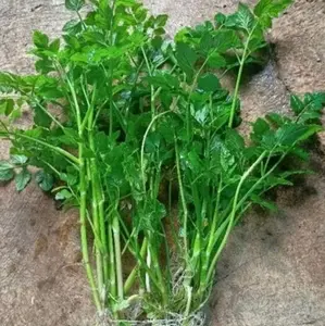 promo bibit tanaman tespong lalapan teman sambal