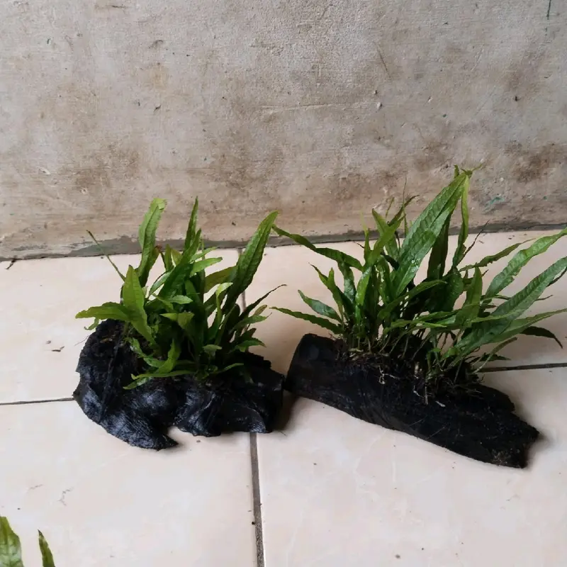 replika kadaka media rentek hiasan akuarium dekorasi aquascpe 3
