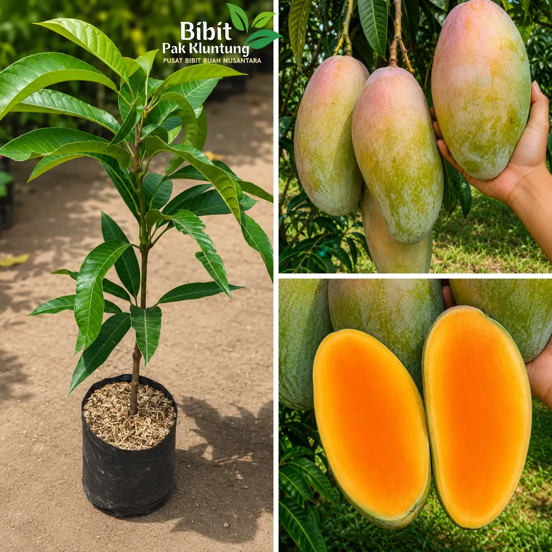 Bibit Mangga Kiojay Super Premium | Bibit Unggul Berkualitas | Siap Tanam