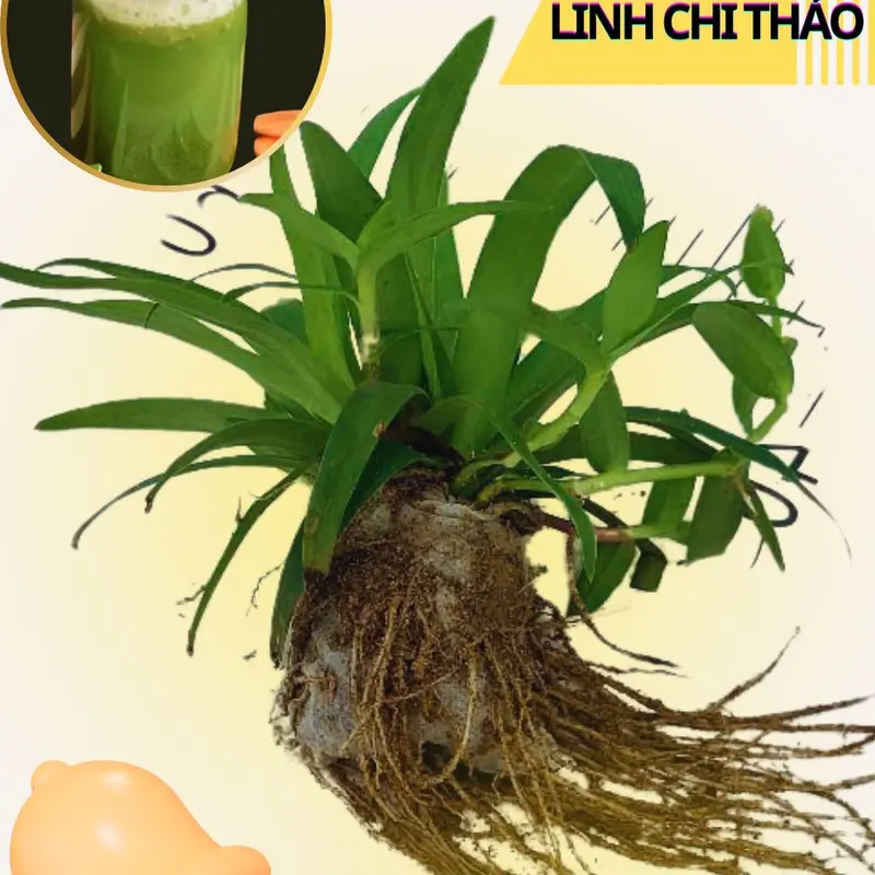 1 bầu cây LINH CHI THẢO già đang đẻ nhánh 1