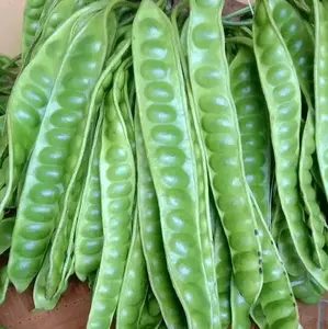 buah Pete muda cocok untuk sama nasii anget.isi 10 per ikat