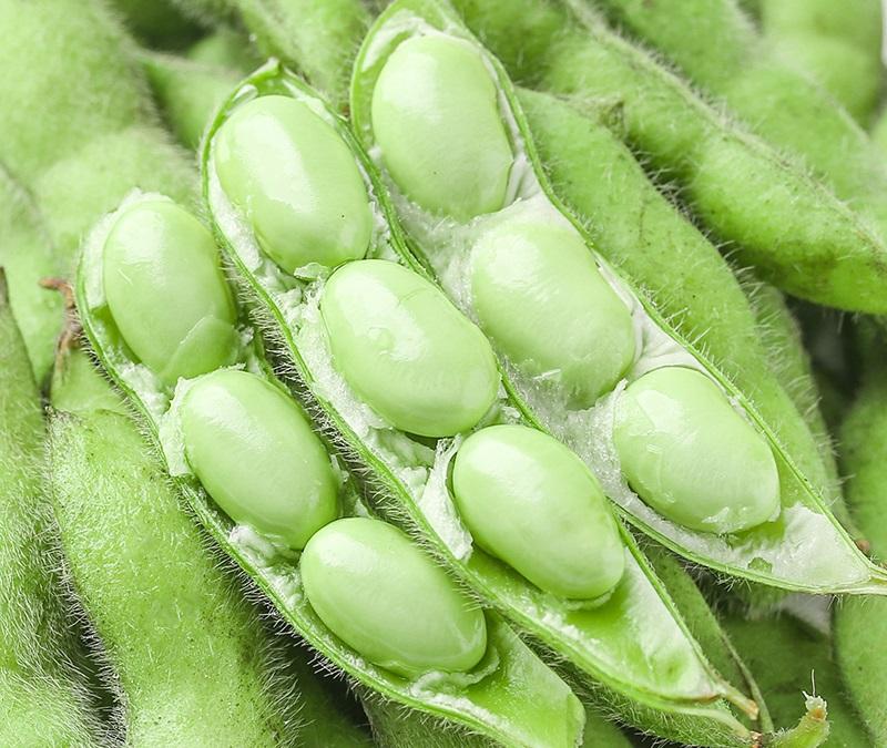 Product Introduction of [High Germination] Edamame Seed Vegetable Seeds for Planting (50 Seeds/Pack) High Yield Vegetable Seed Organic Vegetables Seeds for Gardening Bonsai Plant Seeds Fresh Vegetables Growing Seeds Easy To Grow Singapore Potted Live Plants Microgreens Seeds 6