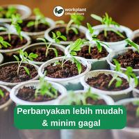 Gambar Workplant - Root Booster Penumbuh Akar Tanaman Hias Percepat Pertumbuhan Akar & Propagasi Cocok Untuk Perbanyakan Tanaman - Root Booster dari workplant official Kota Surabaya 4 Tokopedia