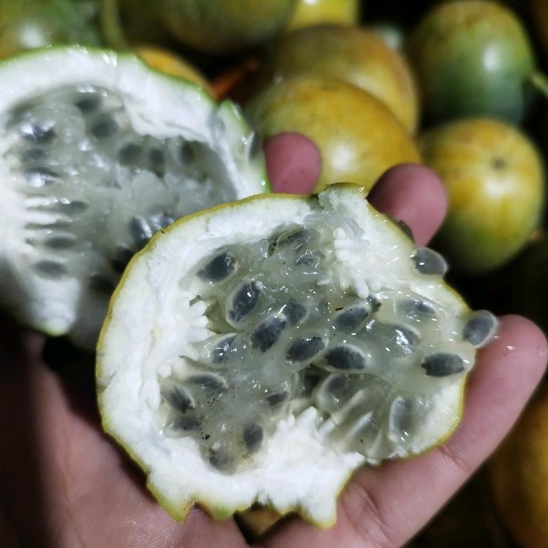 Benih Markisa Madu Konyal - 25 Biji Siap Semai 2