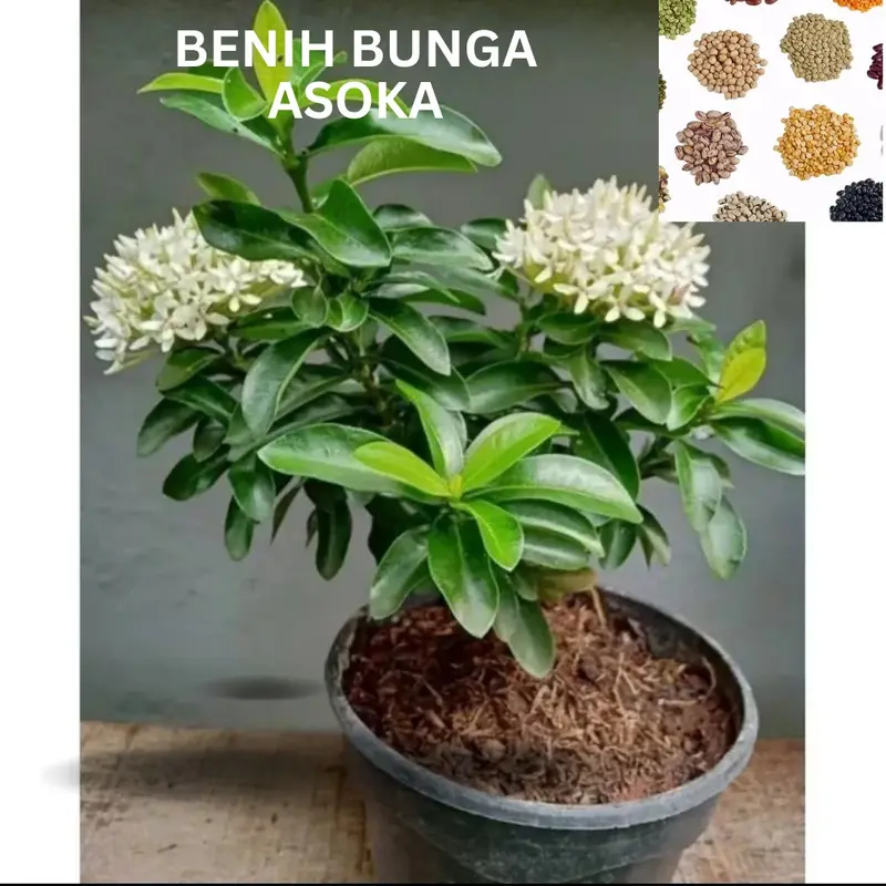 Benih Bunga Asoka (Bbt Bunga Asoka)- aneka warna 0