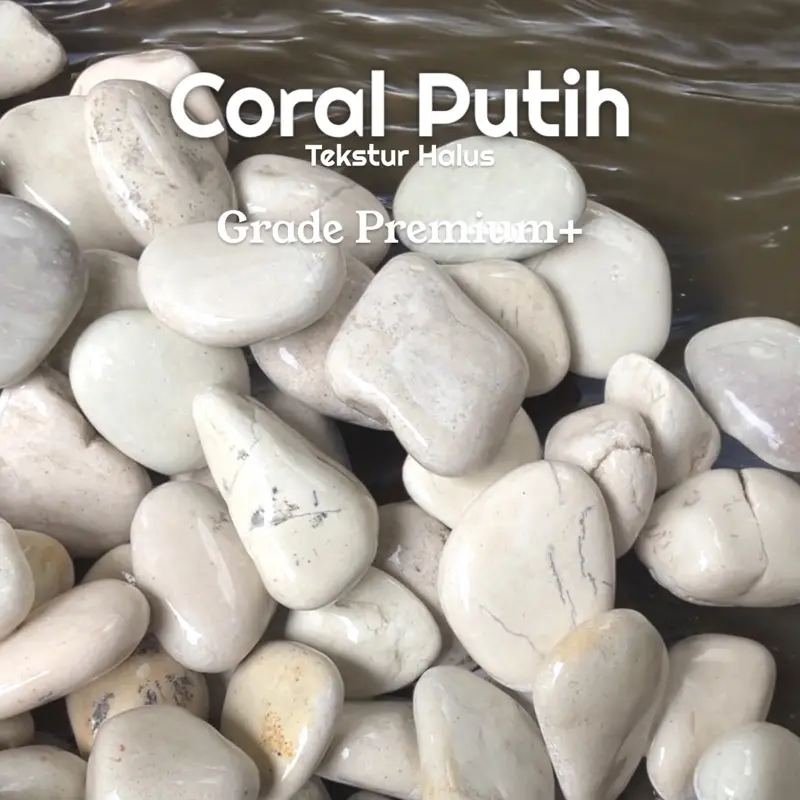 Batu Coral Halus Premium (1Kg) Hiasan Taman / Aquarium. Bersih Siap Pakai Kualitas Terbaik 3