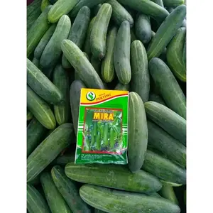 Benih Bibit Timun Mira F1 Isi Benih 25 Gram (Buah Hijau, Tidak Pahit, Berbobot) Kadaluarsa 2026 Terbaru - Benih Cap Pertiwi