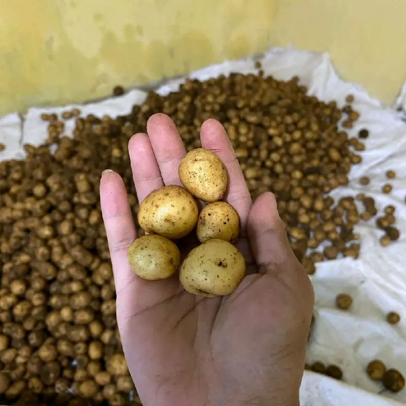 baby potato 1kg Murah kentang mini 2