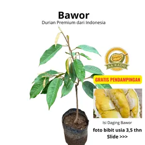 Bergaransi AA Kadu Bibit Durian Bawor Premium Daging Tebal Manis OkuLasi Tersertifikasi Daya Hidup Tinggi