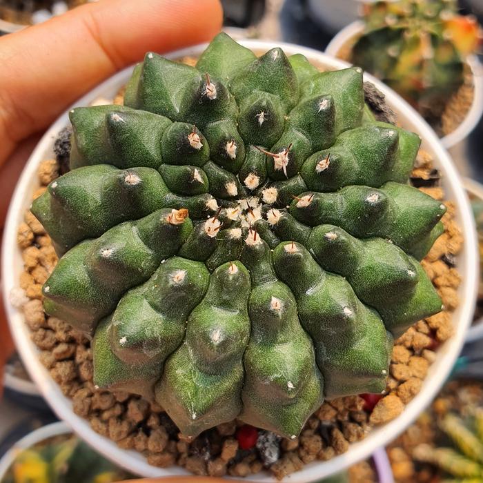 Jual Gymnocalycium Inermis Cristata Gymno Inermis Crested - Kab. Sukoharjo  - Rumah Bunga Mia | Tokopedia