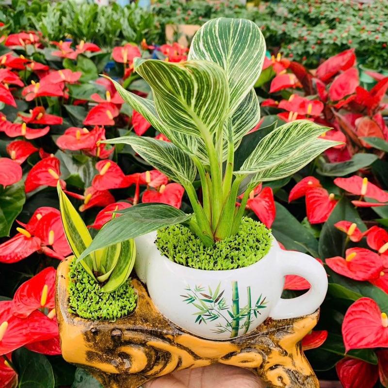   Chậu ấm trà  Cây Đế Vương Kim Cương chậu ấm trà chậu gốm sứ cao cấp. Gửi mẫu chậu ngẫu nhiên. Decor nhà cửa hàng văn phòng 