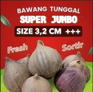 Bawang Putih Tunggal Lanang Mentah Kualitas Super Fresh Ukuran SUPER, JUMBO, BESAR, SEDANG DAN KECIL