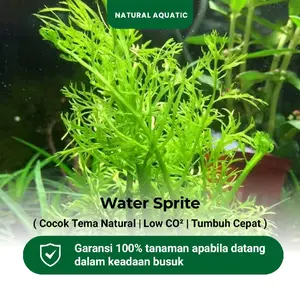 Water Sprite 5 Batang - Tanaman Aquascape/Tanaman Air Akuarium