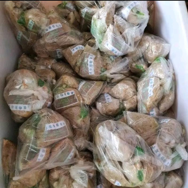 KUCUR JEGEST PALEMBANG / KUCUR PALEMBANG OKI PLASTIK / KUCUR JEGEST PLASTIK 3