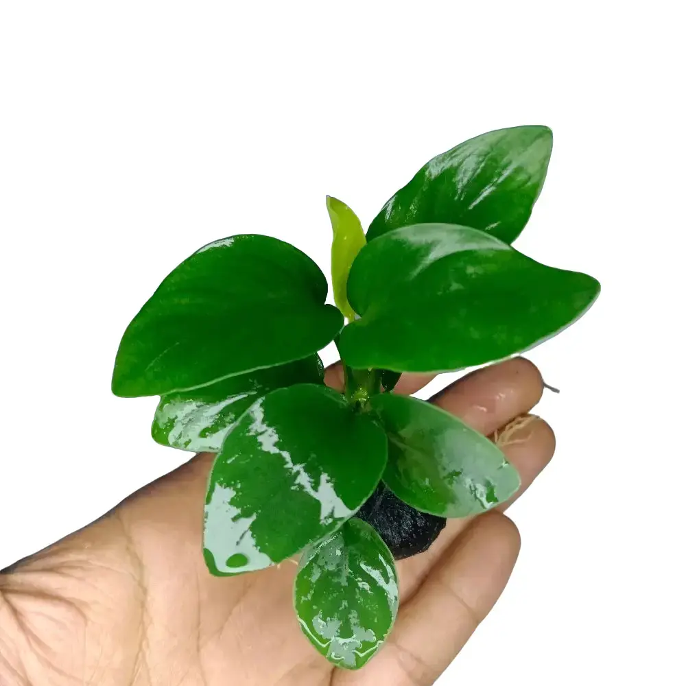 Replika Anubias nana media wabikusa hiasan akuarium dekorasi aquascape