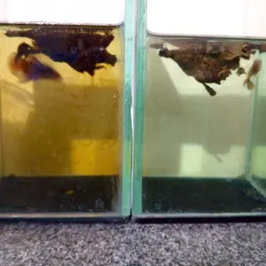 KETAPANG LAUT OLAHAN FERMENTASI