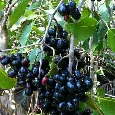 benih unggulan cepat berbuah di daerah panas 3