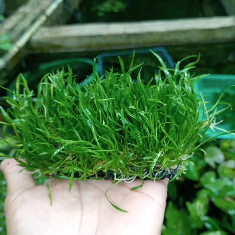 ornament akuarium liopsis tanaman aquarium 3
