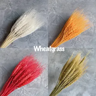 Ready Stock Preserved Dried Wheatgrass