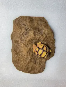 Basking Stone Medium ys 23cm x 17cm