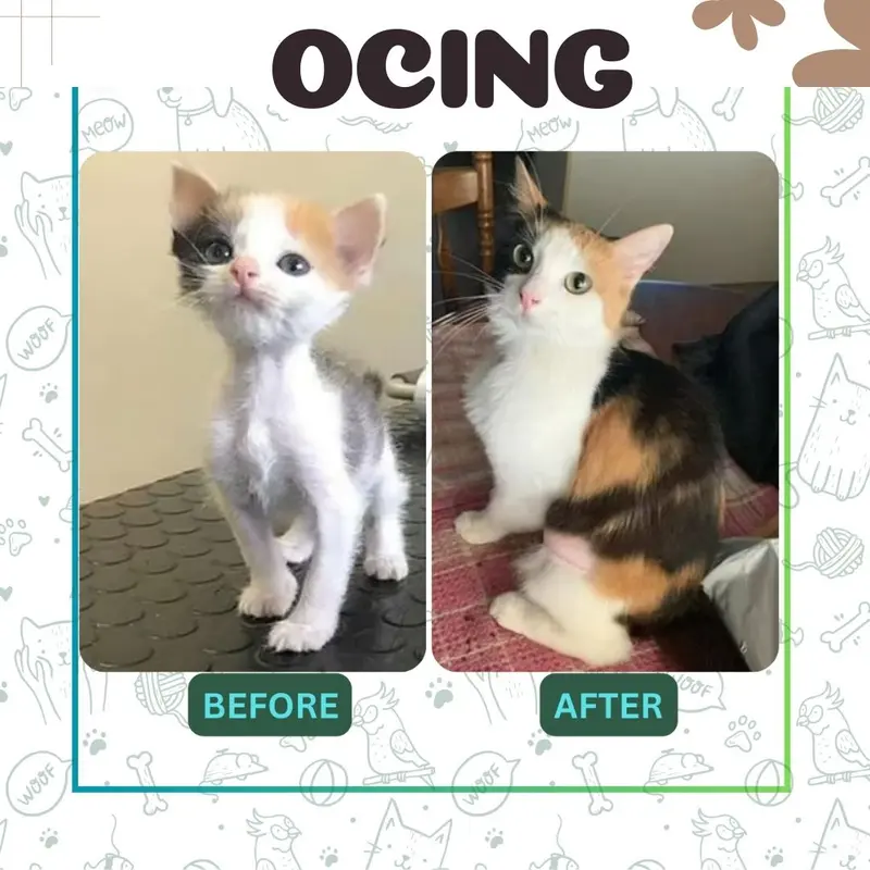 Obat Cacing Royal Care Kucing Anjing dan Anjing 10 ML 5