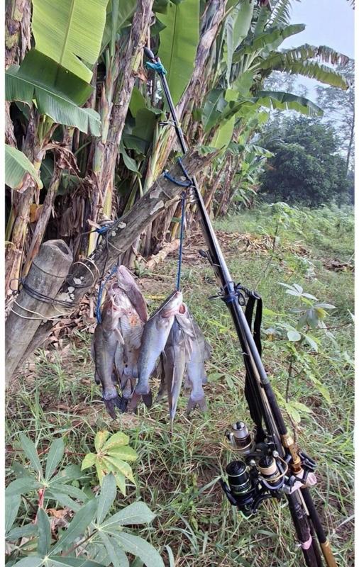 Umpan kucur umpan mancing paket 100 gram spesial buat ikan baung patin bawal senggal dll Umpan kucur umpan mancing paket 100 gram spesial buat ikan baung patin bawal senggal dll