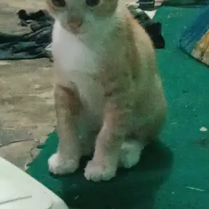 Cardigan Khalisa Motif Salur Knitwear Couple Anak Perempuan Fashion sweater rajut cewek