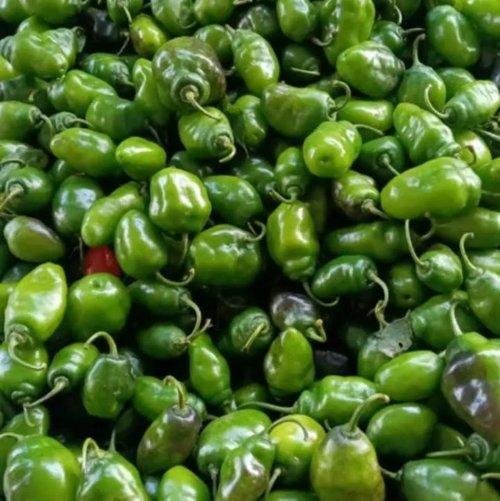 CABE GEMDOT - Sayuran Segar untuk Masakan Anda - Kecombrang, Potato 2