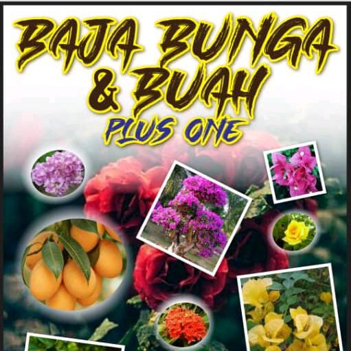 BOSTER PLUS ONE Paksa Buah POKOK BUNGA PAYAH BERBUNGA/ POKO - TikTok ...