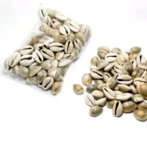 Kuwuk Kerang Asli Biji Congklak Isi 100pcs Mainan Toys