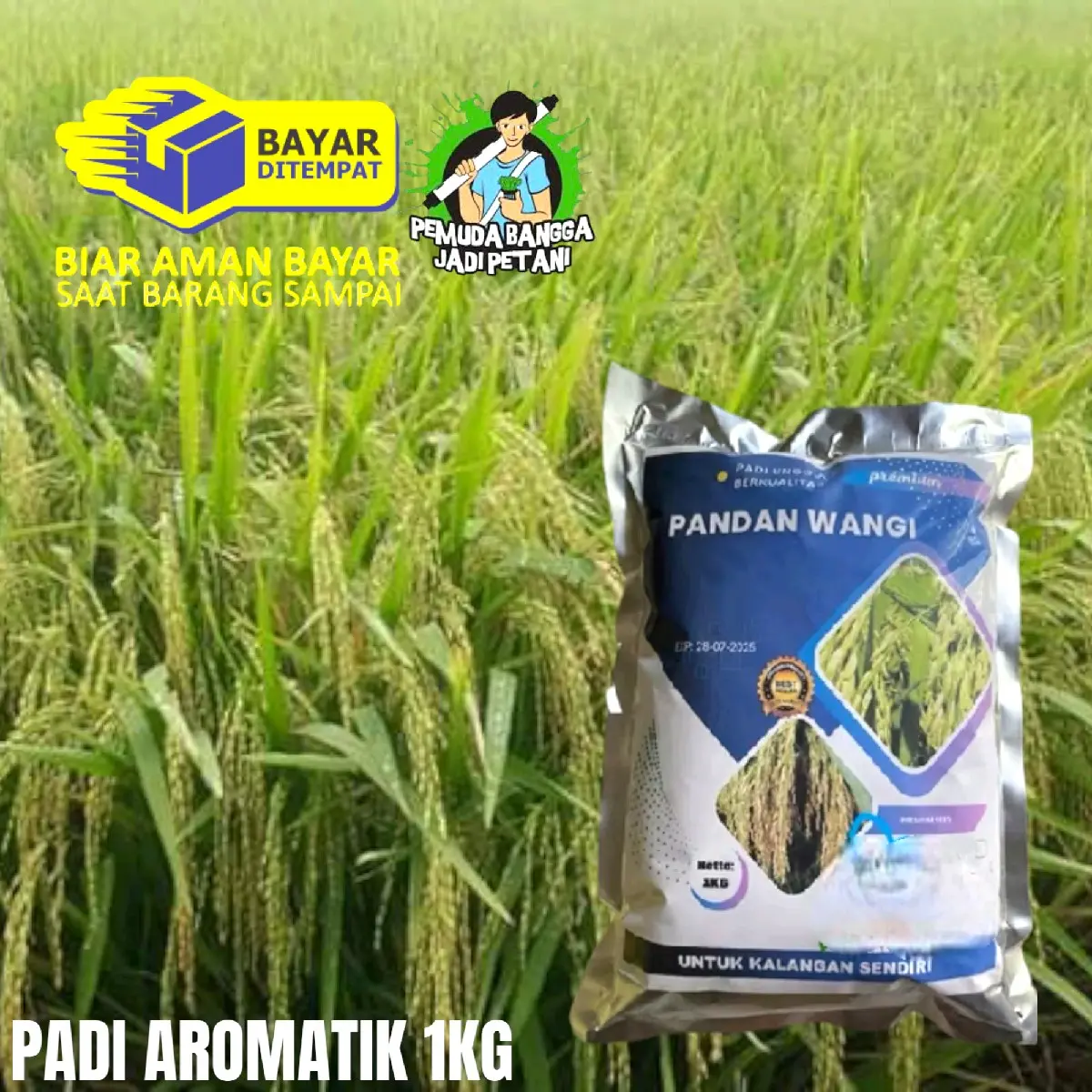 BENIH PADI PANDAN WANGI 1KG (pengusahatani@)