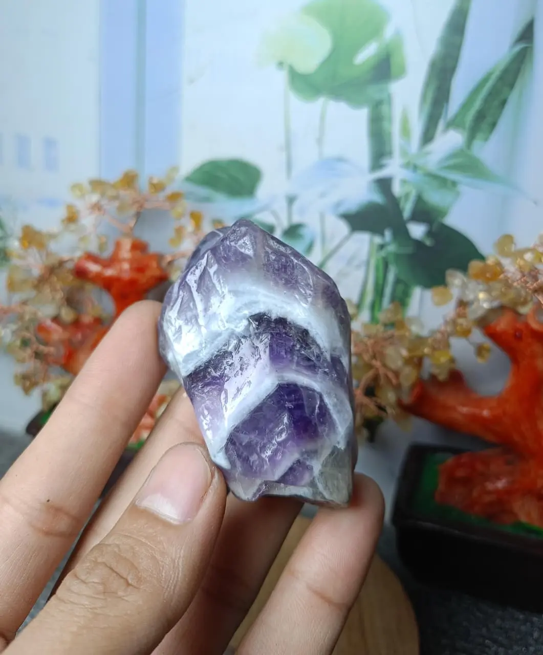 Batu Natural Dog Teeth Dream Amethyst Quartz Rough/Raw Polished (3) Asli Batu Alam