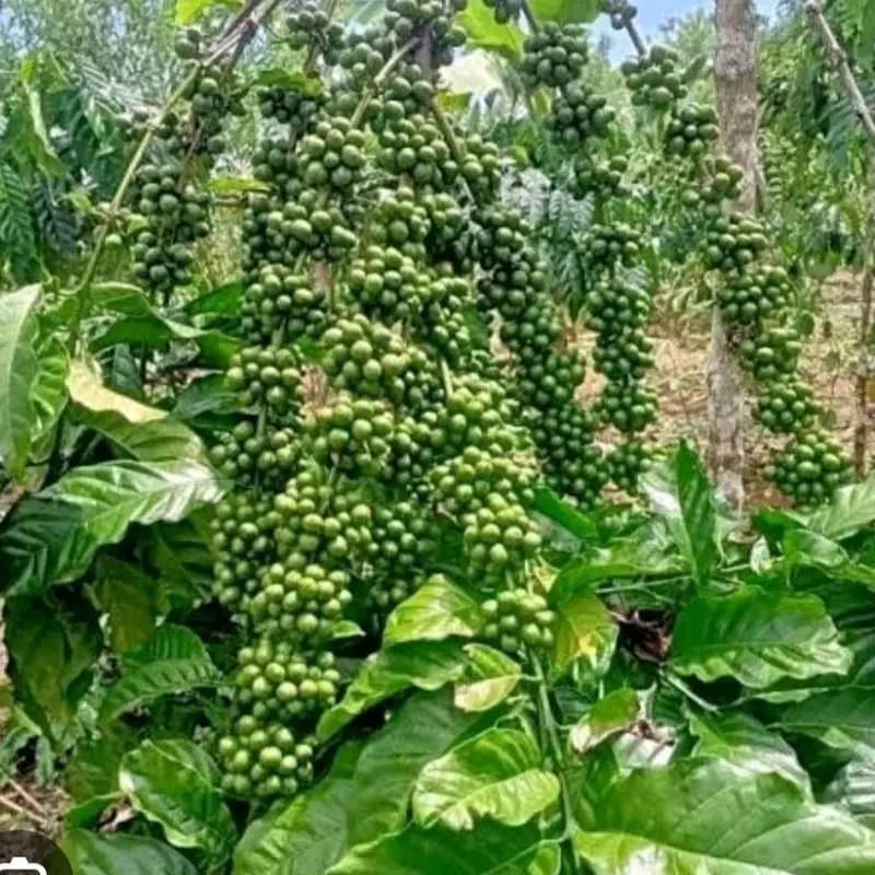 Bibit Kopi Stek Jenis Bagio untuk Budidaya Kopi yang Berkualitas 2