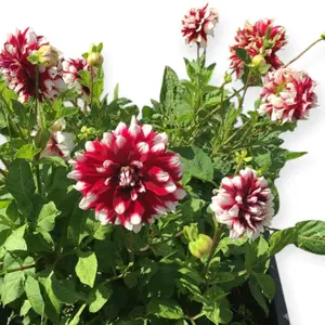 Benih Biji Bunga Dahlia isi 5 biji Variasi Taman Bunga Dahlia Pinnata Dahlia Merah Dahlia Pompon White Bunga Dahlia Benih Murah Biji Bunga