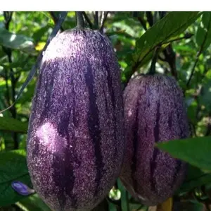 buah pepino 1kg - fresh petik langsung dari kebun