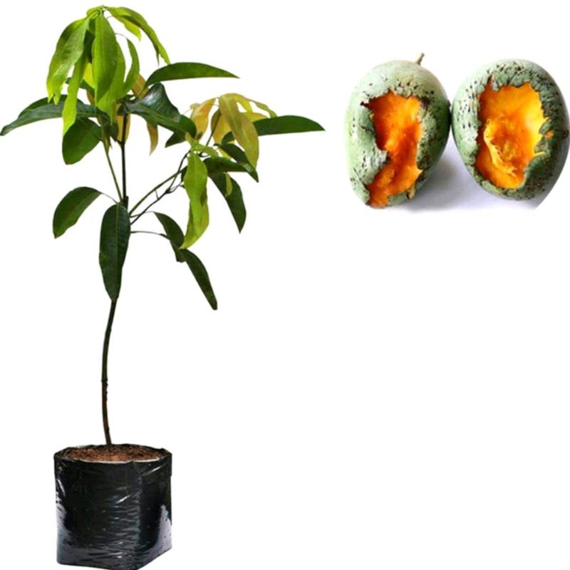 bibit tanaman mangga madu manalagi hasil okulasi  stok selalu tersedia 0