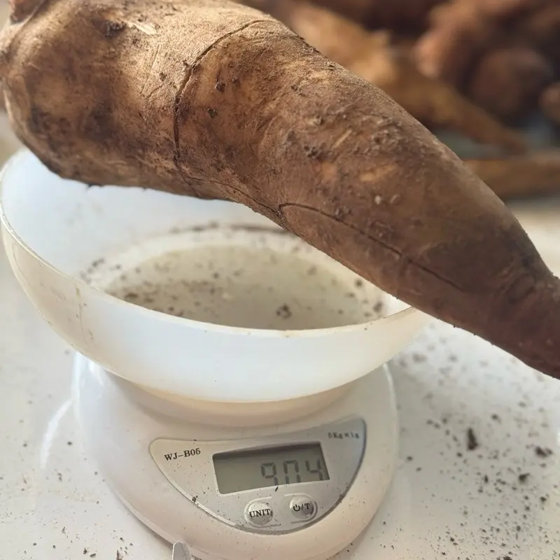 Ubi Yacon Asli Wonosobo SUPER (stok terbatas) 5