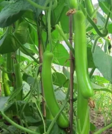 Opo squash melon seed calabash melon seed guard melon seed Four season vegetable early calabash gourd high-yield seed