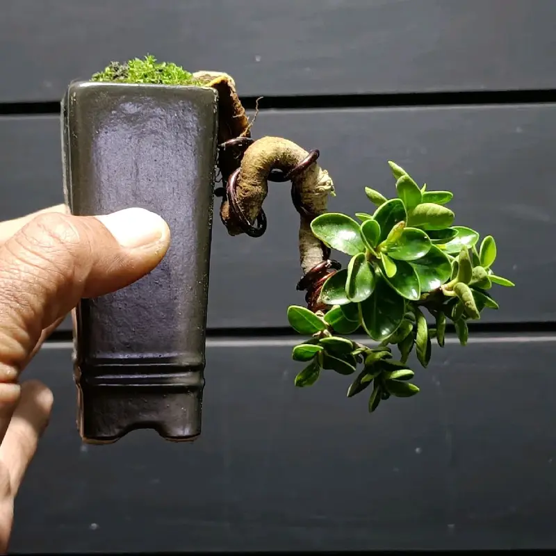 tanaman bonsai mini khusus link co untuk live 1