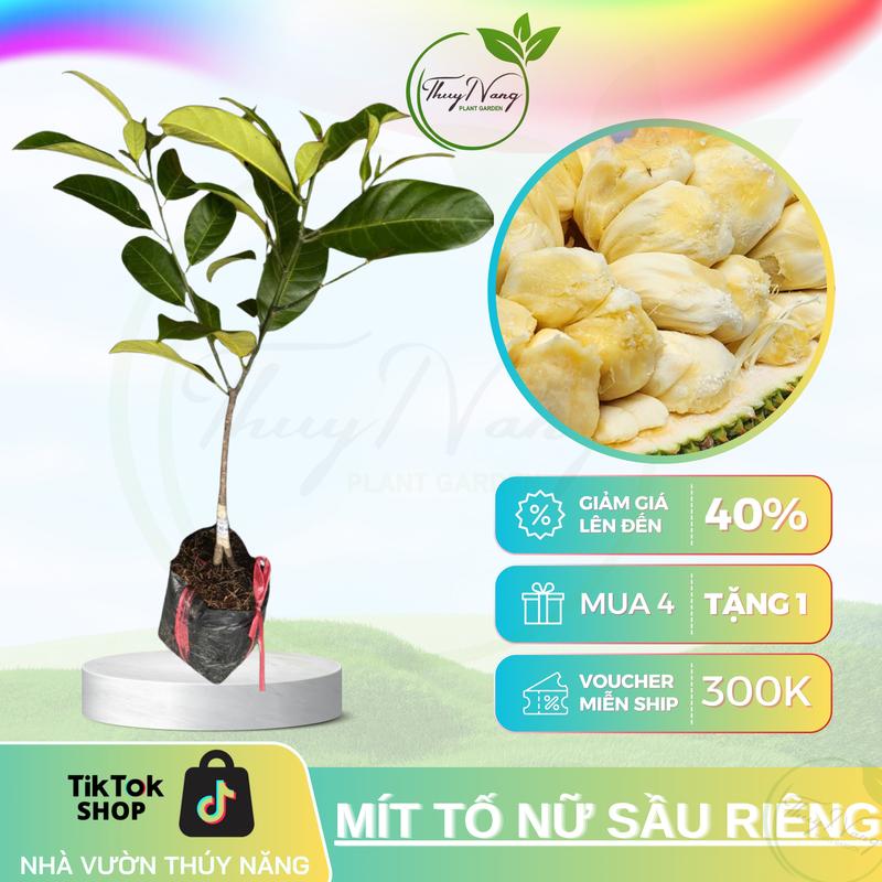 Cây giống mít tố nữ vị sầu riêng
