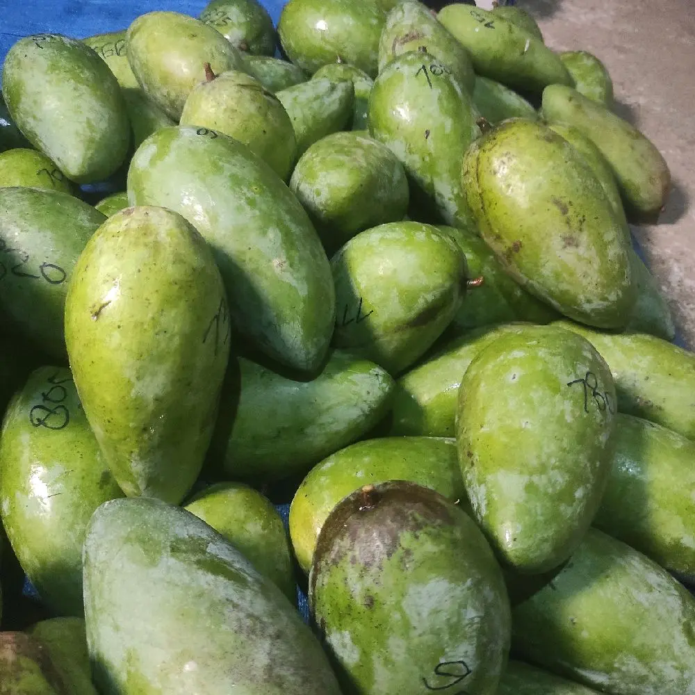 1,2 Kg isi 2 free sambal