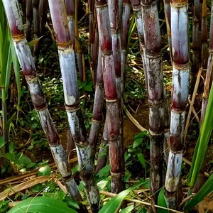 jual tebu merah, kuning, dan hijau manis