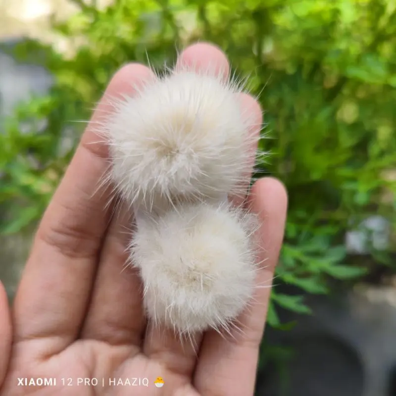 (2PCS) MINI POMPOM NAIL ART POMPOM GEPENG POMPOM LANDAK DIY NAIL ART ACCESORIS 8