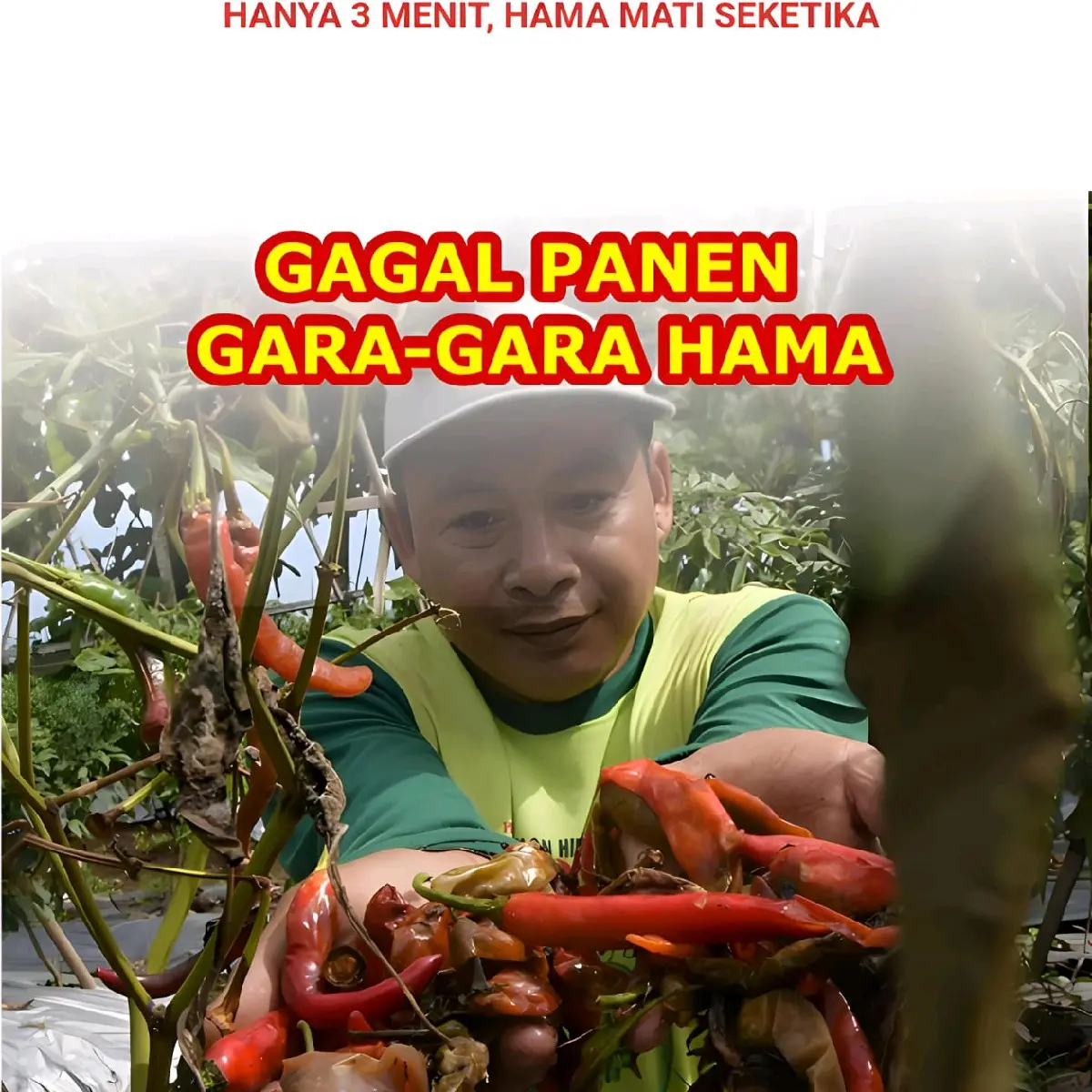 Pupuk Anma-Sida Pembasmi Hama / pestisida plus / Teknologi Penggabungan Inteksida Fungisida Tanaman