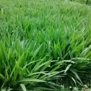 PROMO 1 kg BIBIT ODOT SUPER pakan ternak DOMBA KAMBING SAPI dan KERBAU